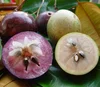 The star apple fruit, Chrysophyllum cainito / FRESH & DELICIOUS / Whatsapp +84 97777 5017