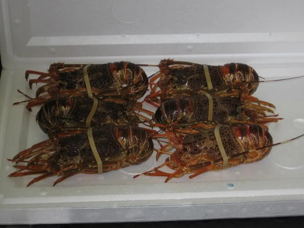 Rock Lobster (south Africa,Australia,New Zealand,Mexico) Buy Frozen