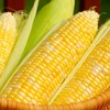 White and Yellow Maize Corn From USA