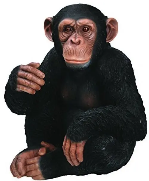 monkey (2).jpg