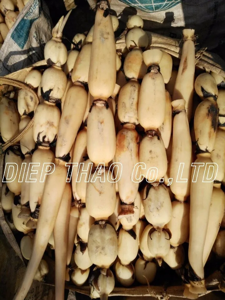 Dried Lotus Root From Vietnam Buy Dried Powder Lotus