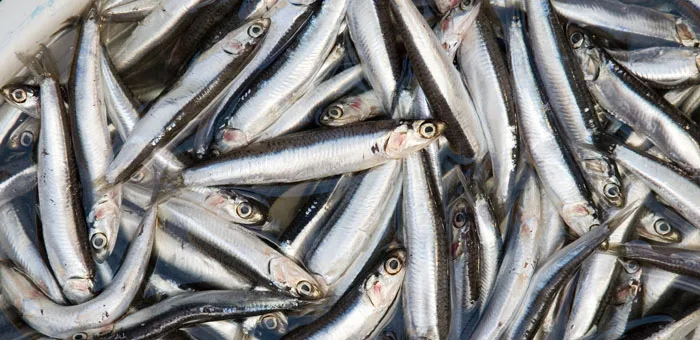 anchovy-fun-facts.jpg