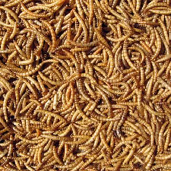 Dried Barley Mealworm,Yellow Mealworms,Microwave Dried Mealworm Buy