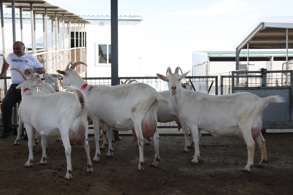 Healthy Livestock Saanen Dairy Goats, View saanen goats for sale, SAMA