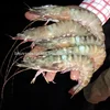 Fresh Shrimps/Wild Prawns/Tiger Prawns/Seafood!