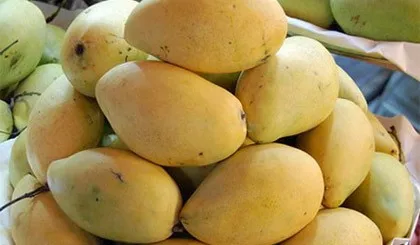 mangoes