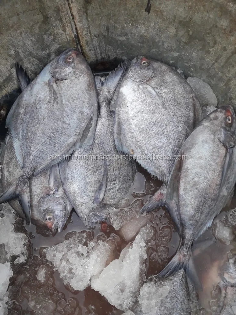 Black Pomfret Exporter Black Pomfret Supplier Buy Fresh Black