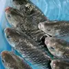 Bacterial microbes fish feed malaysia for promoting healthy environment for Fishes