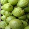 Fresh Fruits Guava Supplier / Exporter in China/Srilanka/Canada