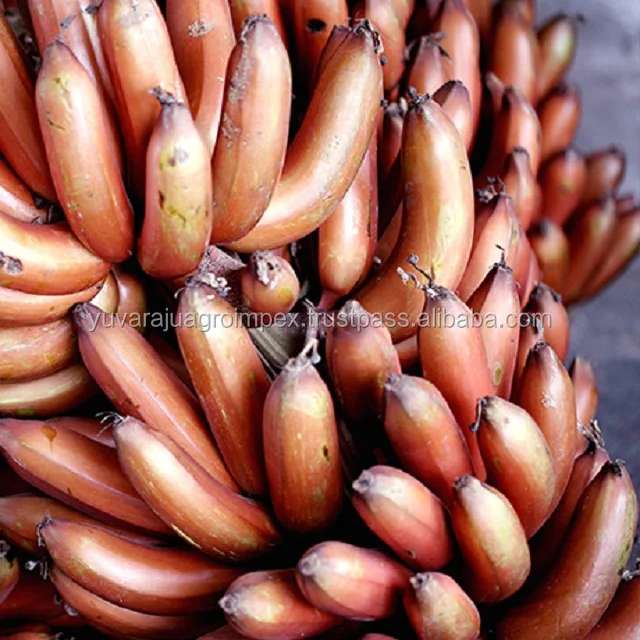 フレッシュフルーツインディアンレッドバナナ Buy Red Banana Exports To Canada Oman Bahrain Fresh Fruits Red Healthy Food Banana Baby Fruits Red Banana Product On Alibaba Com