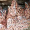 BITTER KOLA({garcinia cola}