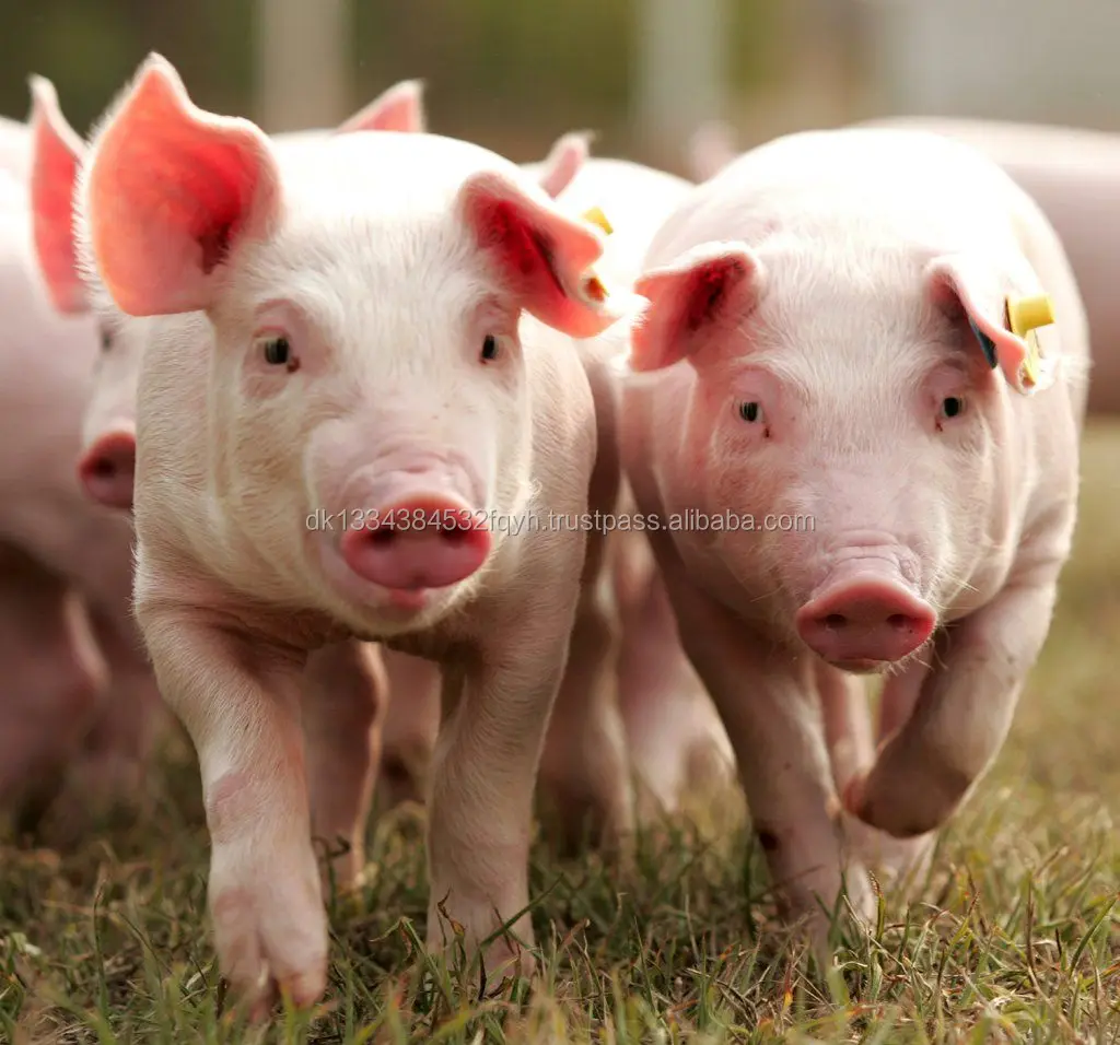 Cheap Live Pigs For Sale / Supply Live Pigs Good Quality Buy 2018