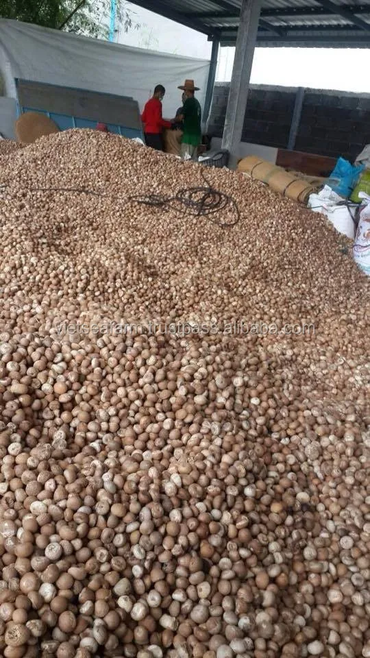 2022-super-hot-hot-cheap-dried-betel-nut-on-the-market-with-high