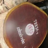 New Arrival Fresh Cut Padouk Wood Logs, Padouk Sawn, Padauk Round Logs, 50+ cm