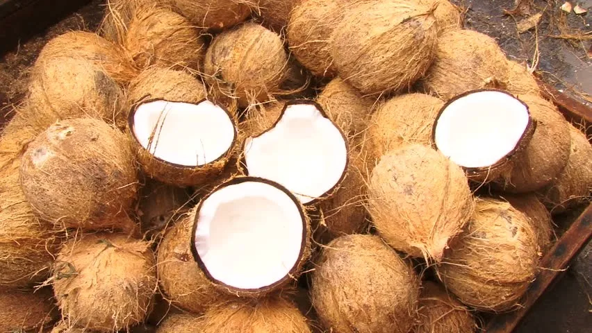 Fresh Coconut , fresh coconut price , fresh coconut without husk , semi hus...