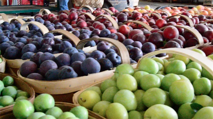 Hot Sales Price Fresh Plum For Sale Buy Fresh Plums For Sale Fresh Green Plums Fresh Sour Plums For Sale Product On Alibaba Com