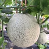 Melons For Export Organic Green Melon Best Price