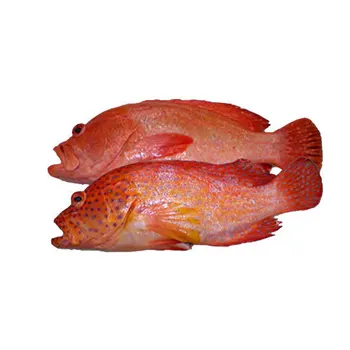 fresh red grouper, frozen coral trout, live leopard coral trout
