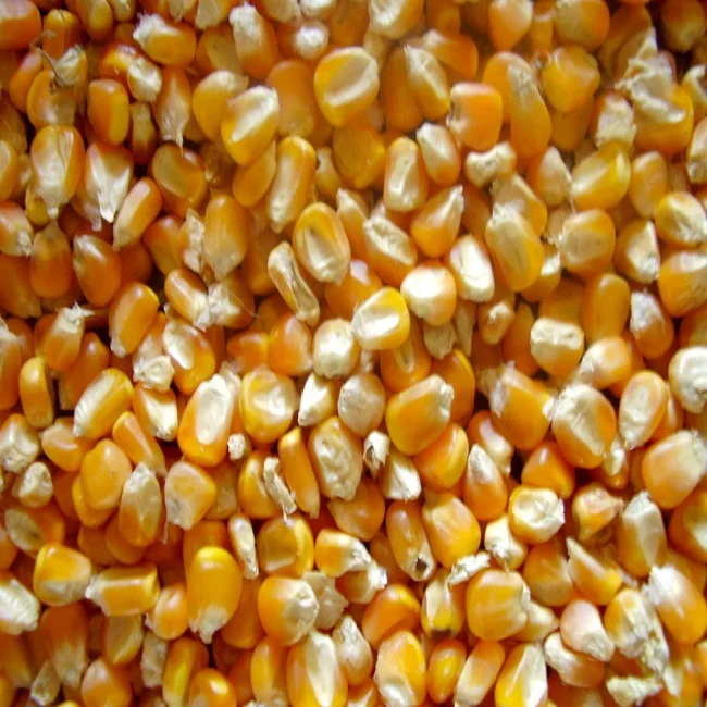 Quality Maize Grits/ Corn Grits 101 And Type 108 Buy Maize Grits