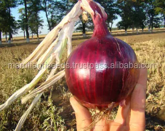 onion seeds dark red.jpg