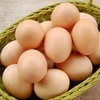 /product-detail/chicken-eggs-at-cheap-price-50037919849.html