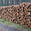 /product-detail/pine-logs-50045165317.html