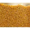 High Quality Non GMO Dried White Corn, Dried Yellow Corn, Maize