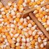 Indian origin cattle feed corn