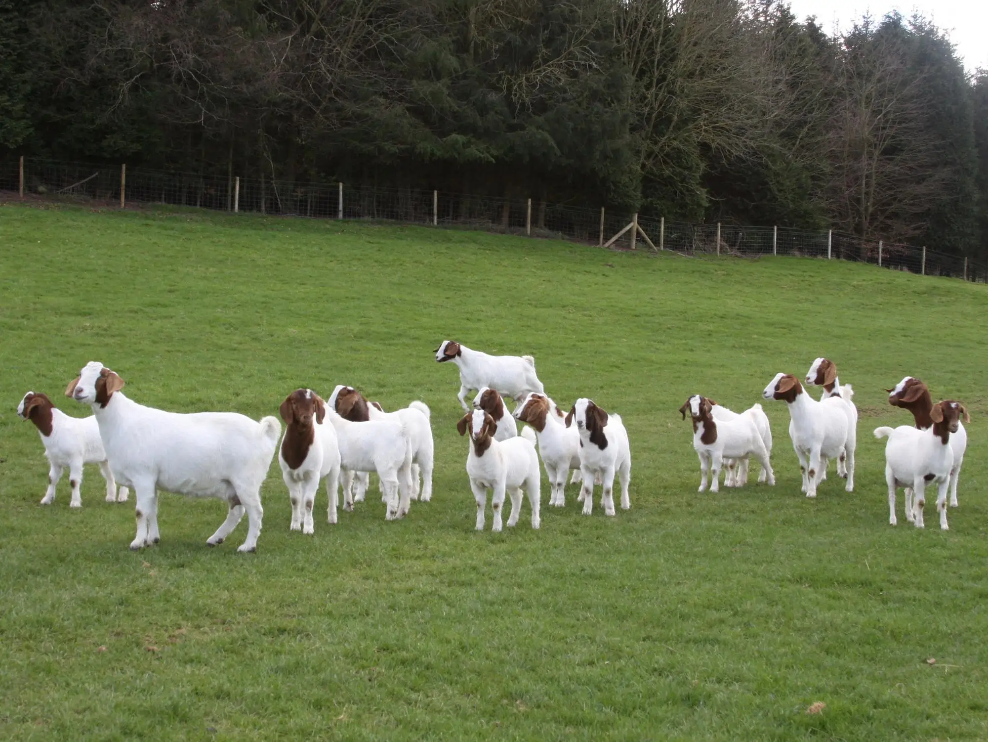Live Boer And Saanen Goats For Sale Buy Alive Boer Goats For Sale,Alive Goats For Sale,Saanen Live Boer And Saanen Goats For Sale Buy Alive Boer Goats For Sale,Alive Goats For Sale,Saanen