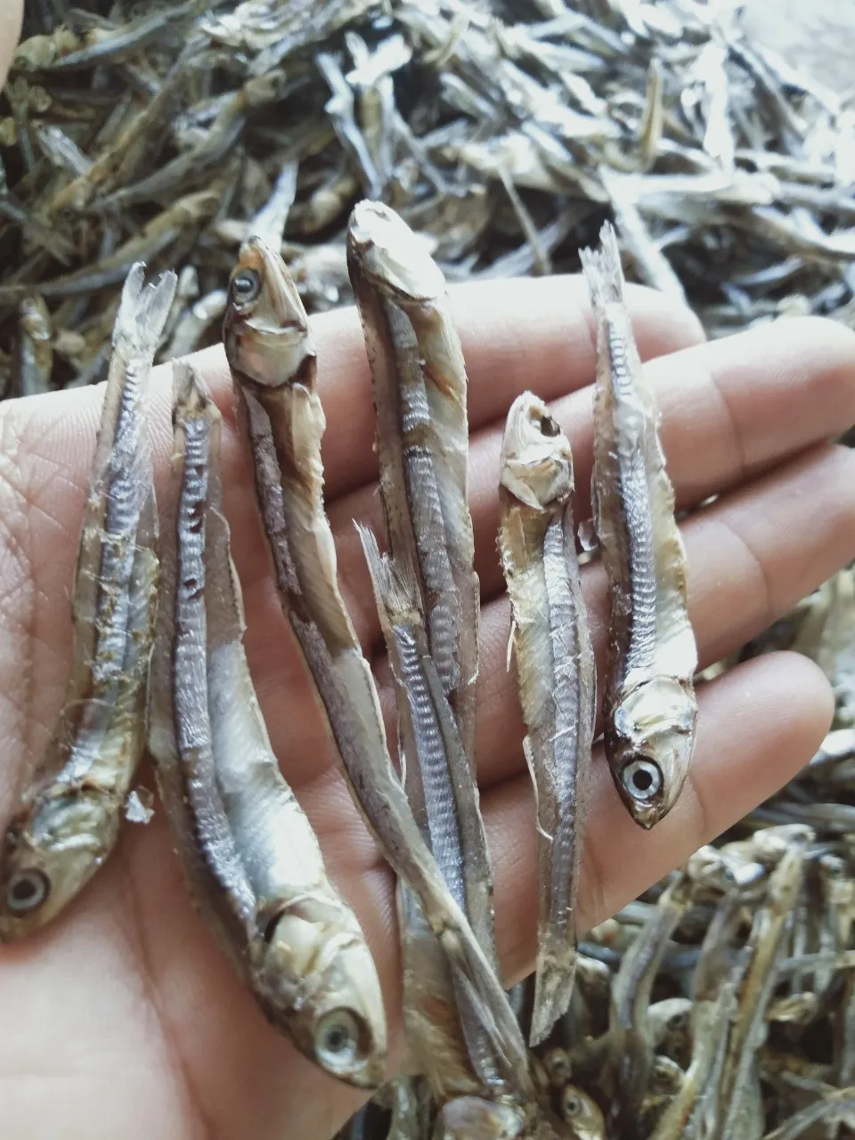 干凤尾鱼/干鱼/食品/海鲜/最好 (whatsapp:   84 387264621)