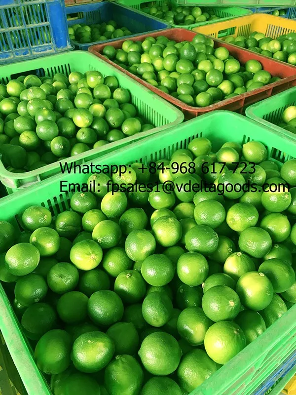 Bulk Lime Low Price/lime Vietnam Export Standard/ms.hanna Buy Lime