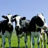 /product-detail/german-heifers-livestock-holstein-cattle-for-sale-good-prices-62003549706.html