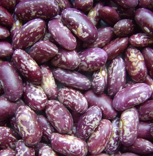 Kebarika Bush Dry Sweat Tasty Beans,Pinto Beans,Red Beans/ Scarlet Runner Beans With High