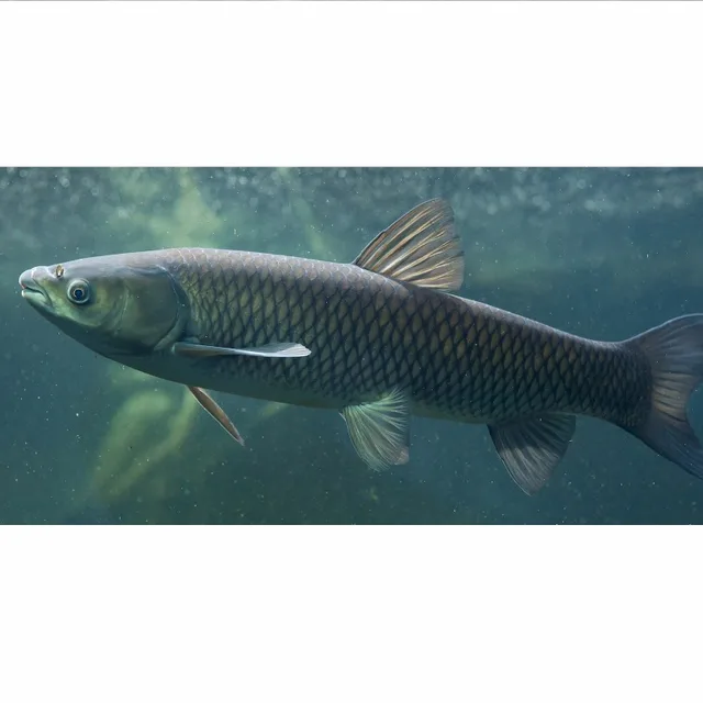 grass carp fish
