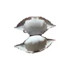 High Quality Crab Shell for Art and Decoration-OEM label origin Vietnam