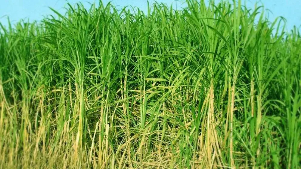 Cattle Molasses Molasses For Animal Feed Whatsapp +84845639639