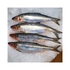 Frozen Sardine Fish - Export Sardine Fish - BQF Processed Sardine Fish - Canned Sardine (Seafood)