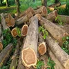 Wood Logs factory Wholesale eco-friendly Eucalyptus Round logs wood