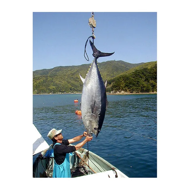 top quality safe and flavorful fresh bluefin tuna 9kg in vacuum