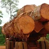 /product-detail/cheap-price-of-pine-logs-timber-for-sale-50046584093.html