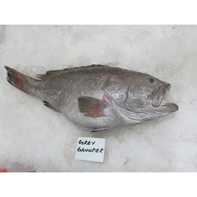Grey grouper fish Clearance