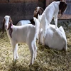 Boer Goats wholesale