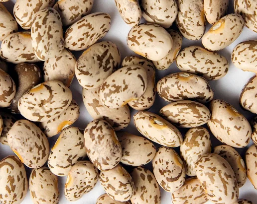 low price wholesale new crop premium quality pinto beans