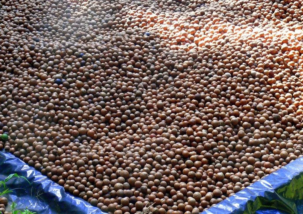 Wholesale Price!!! Price shelled Macadamia nuts price Macadamia Nuts for sale