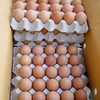 Grade 1 Fresh Chicken Table Eggs & Fertilized Hatching Eggs, White and Brown eggs For Sale