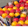 Searching for direct shape to citrus Deals / Egypt