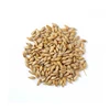 Best Quality Animal Feed Barley Seeds for Sale