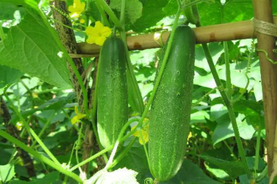 Best Price! Vietnam Fresh Preserved Pickled Cucumbers - Buy Cucumber ...