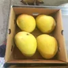Fresh & Sweet Fruits Banganapalli/Badami Mango