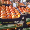 Grade A Fresh Oranges (Navel, Valencia etc)